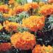  вид цветок .. Marie Gold высота . Africa n Marie Gold оранжевый цветок 1 пакет (500mg)