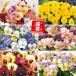 花苗 パンジー・ビオラ福袋 48株 / はななえ 花の苗 国華園