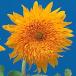  вид цветок .. подсолнух orange солнечный 1 пакет (1000mg)