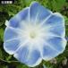  вид цветок .. Япония утро лицо незначительный синий 1 пакет (10 шарик )