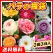 四季咲きバラ苗福袋 (大輪・中輪品種見計らい・名称付)3株 バラ ばら 薔薇 苗 苗木 送料無料