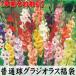 【早期割引】 春植え球根 グラジオラス福袋 60球 (5〜6品種見計らい・名称付)