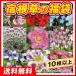 送料無料 花苗 宿根草の福袋 10株以上 苗 はな 多年草
