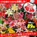 ユリ 球根 12月咲ユリ福袋 30球 (品種見計らい・名称付)