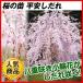 桜 苗 苗木 平安しだれ 1株 / 接木1年生根巻苗 さくら サクラ 桜の苗木 桜の木 庭木 植木 花木苗 国華園