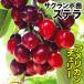  страна .. фруктовое дерево рассада sa Clan bo american Cherry Stella 1 АО 