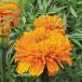  вид цветок .. Africa n Marie Gold mam orange 1 пакет (300mg)