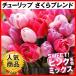  tulip bulb Sakura Blend ( less selection another ) 100 lamp early stage discount 