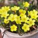  страна .. oxalis луковица Gold Islay ndo10 лампочка oxalis. луковица oxalis луковица лето .. луковица 