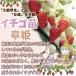 ���؉� �������c �͕P 10�� / �ƒ�؉� �C�`�S�c 䕕c �C�`�S�̕c �������̕c ���� �������� �������� �����Ђ� �嗱�C�`�S �Â��C�`�S �ȒP�͔| �ቿ�i ���� �֘A�摜3
