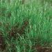  вид овощи .. трава розмарин 1 пакет (0.2ml)