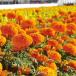  вид цветок .. Marie Gold F1 che ti orange 1 пакет (25 шарик )