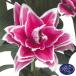  лилия луковица olientaru Lilly rose Lilly sa man sa6 лампочка лилия. луковица 100 . цветок лилия 