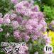 . lilac рассада саженец авторучка daPVP 1 АО /hime lilac рассада hime lilac. рассада . lilac рассада . lilac. рассада Hanaki рассада 
