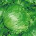  страна .. вид овощи .. lettuce reta Spee k1 пакет (2ml).... вид 