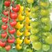  помидор мини помидоры вид овощи ..F1CF маленький .. красный * желтый * зеленый 3 -цветный набор 3 вид 3 пакет ( каждый 9 шарик )..... страна .......