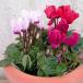  цветок рассада сад цикламен персидский 3 номер pot 5 АО 