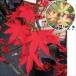 momiji рассада саженец большой чашечка для сакэ 1 АО /momiji рассада momiji. рассада . лист рассада . лист. рассада Hanaki рассада 