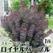  затонированный tree рассада саженец Royal лиловый 1 АО / затонированный tree рассада затонированный tree. рассада Hanaki рассада 