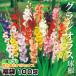  gladiolus bulb lucky bag 100 lamp ( goods kind see total ..* name attaching ) gladiolus. flower spring .. bulb 