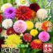  dahlia bulb cut flower direction set ( goods kind see total ..* name attaching ) 5 kind 10 lamp dahlia. bulb spring .. bulb postage included 