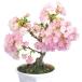  Sakura праздник Sakura ( asahi гора ) 1 горшок бесплатная доставка 
