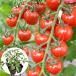  контактный дерево 4 полосный pot овощи рассада мини помидоры контактный дерево 4 полосный F1CF маленький ..II 4 АО ....... страна ..