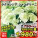  hydrangea seedling sapling la gran jiaR car nte Lee ni( goods kind registration .. middle ) 1 stock / purple . flower garden tree plant Hanaki seedling hyde Ran jia free shipping [ limited time special price ]