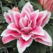  лилия луковица olientaru Lilly rose Lilly o Lynn Piaa 4 лампочка лилия. луковица 100 . цветок лилия 