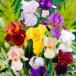  german Iris АО разделение рассада красочный german Iris комплект 12 АО 