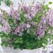 . lilac рассада цветок фестиваль лиловый 1 АО Hanaki рассада страна ..