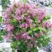 . lilac рассада цветок фестиваль розовый 1 АО Hanaki рассада страна ..