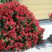  вид цветок ..pechuniaF1 Avalanche . красный 1 пакет (20 шарик )