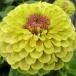  вид цветок ..jinia Queen lime with brochi1 пакет (20 шарик )