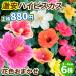  цветок рассада супер-скидка гибискус случайный цветение АО 6 АО 3-4 товар вид включая доставку 
