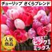  страна .. тюльпан луковица Sakura Blend ( нет выбор другой ) 20 лампочка тюльпан. луковица персик серия розовый . покупка 