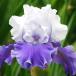  страна .. german Iris АО разделение рассада Мали posa Sky z1 АО german Iris. рассада цветок. рассада 