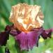  страна .. german Iris АО разделение рассада g Lad Donkey 1 АО german Iris. рассада цветок. рассада 