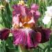  страна .. german Iris АО разделение рассада вибрация 3 АО german Iris. рассада цветок. рассада 