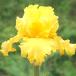  страна .. german Iris АО разделение рассада spec kyu letter -1 АО german Iris. рассада цветок. рассада 