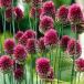  страна .. allium луковица ..( маленький колесо ) 30 лампочка allium. луковица осень .. луковица 