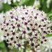  страна .. allium луковица серебряный springs ( большой колесо ) 3 лампочка allium. луковица осень .. луковица 