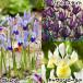  страна .. Mini Iris луковица комплект 3 цвет 30 лампочка Mini Iris. луковица осень .. луковица 