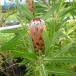  страна .. Pro tea рассада nelifo задний 1 АО 15cm pot рассада Hanaki рассада 