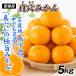  мандарин Ehime производство подлинный дыра мандарин 5kg. для бытового использования бесплатная доставка подарок небо . кубок выигрыш производство земля ..... еда страна ..