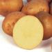  картофель семенной клубень nisiyutaka1kg
