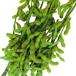  вид овощи .. ветка бобы чай Taro edamame1 пакет (25ml)