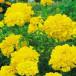  вид цветок .. Marie Gold высота . Africa n Marie Gold желтый цветок 1 пакет (500mg)