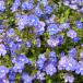  голубой. маленький цветок много! Velo nika George a голубой рассада 9 см pot 