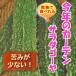  горький огурец рассада салат горький огурец совершенно белый горький огурец ... производство вид 9 см pot 3 номер 